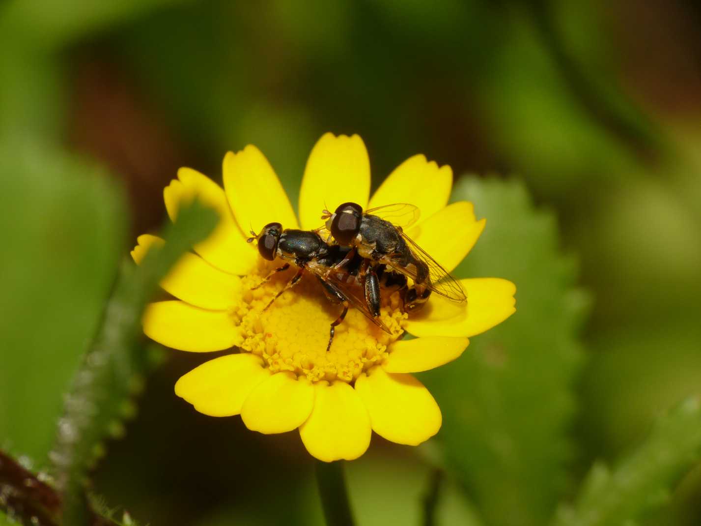 Syritta pipiens in accoppiamento (Syrphidae)